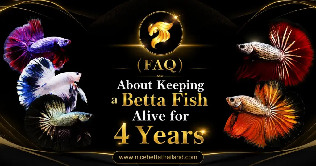 FAQ About Keeping a Betta Fish Alive for 4 Years