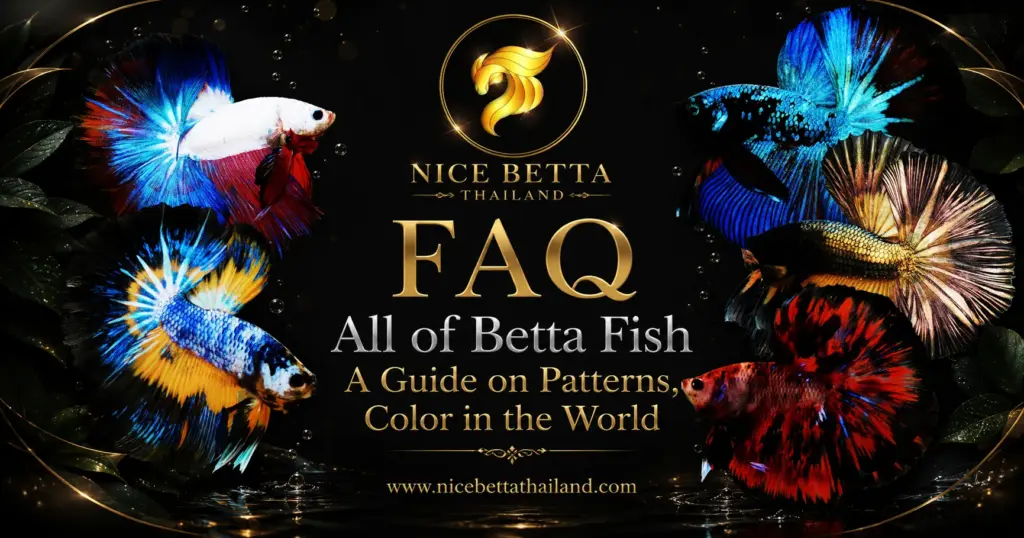 FAQ All of Betta Fish A Guide on Patterns, Color in the World