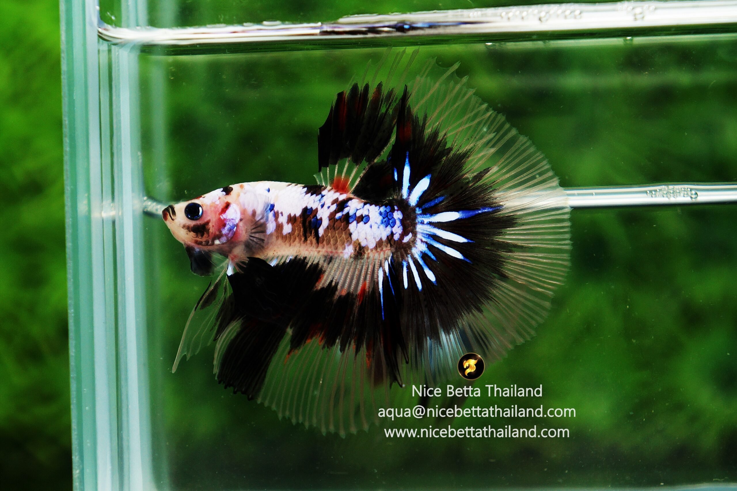 Fancy Koi betta fish