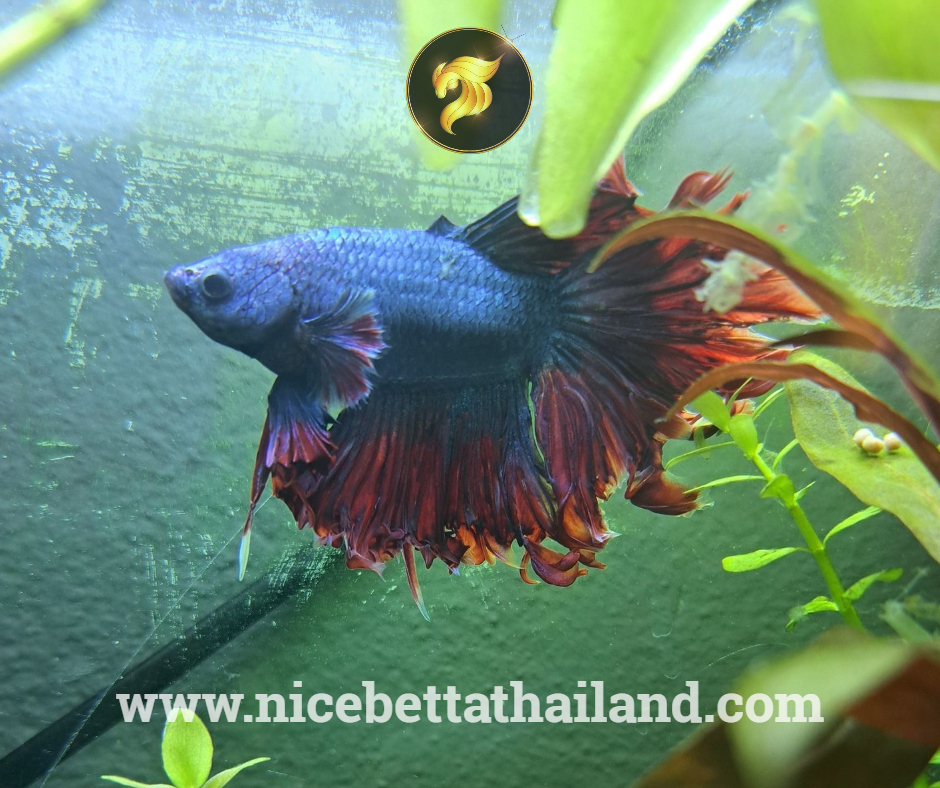 Fin rot betta fish