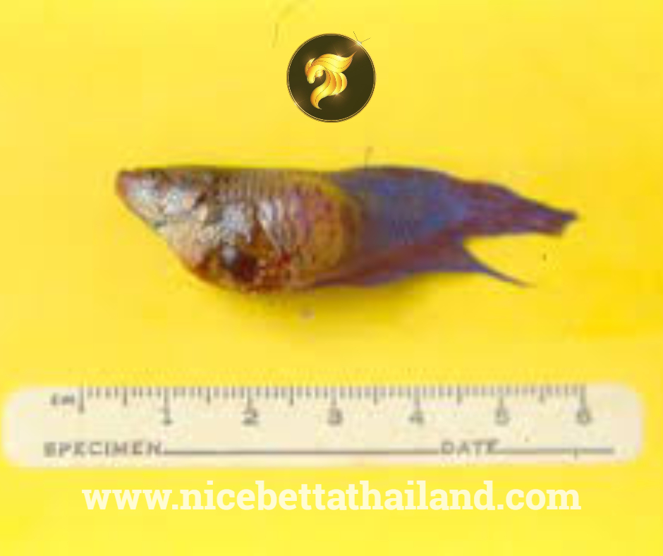 Furunculosis betta fish