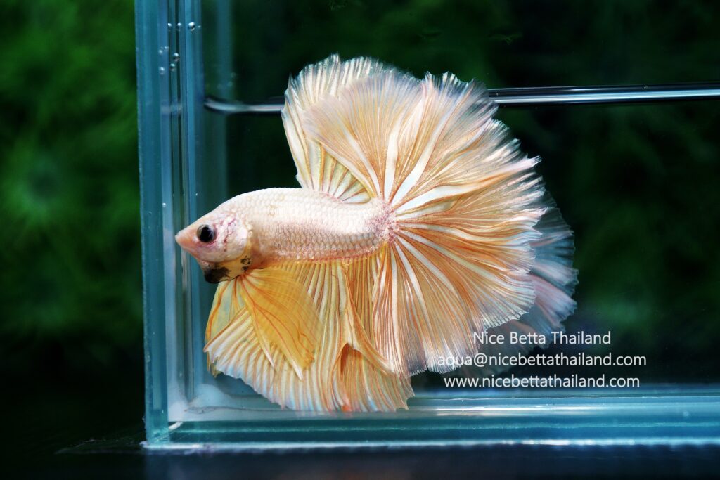 Gold betta fish