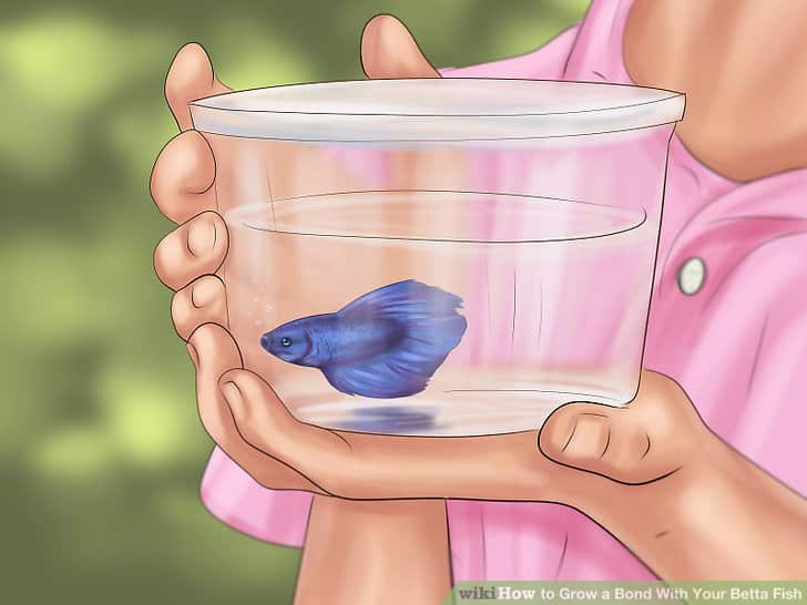 Grow a Bond With You Betta Fish-Step 11 Version2