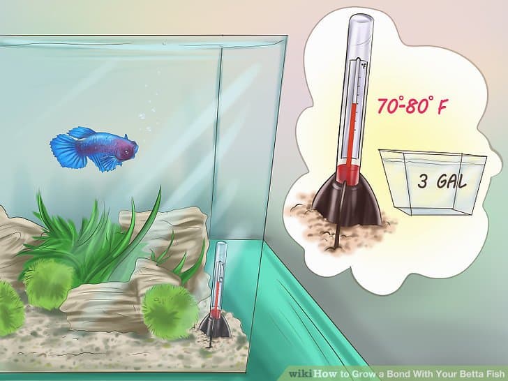 Grow a Bond With You Betta Fish-Step 2 Version2