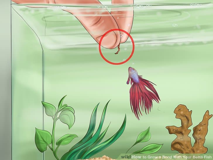 Grow a Bond With You Betta Fish-Step 4 Version2