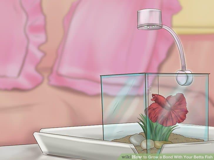Grow a Bond With You Betta Fish-Step 6 Version2