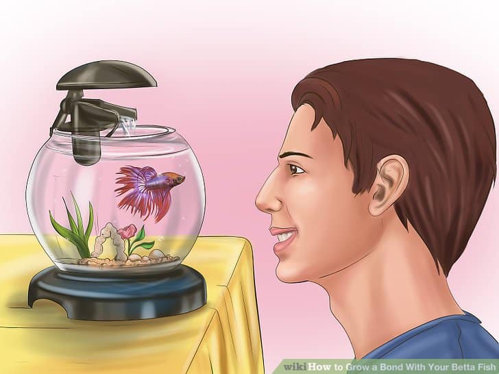 Grow a Bond With You Betta Fish-Step 7 Version2