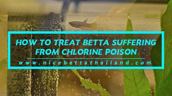 HOW TO TREAT FISH SUFFERING FROM CHLORINE POISON