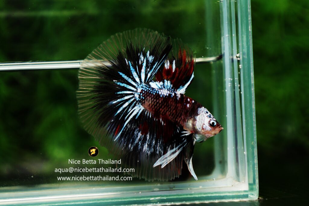 Helmet betta fish