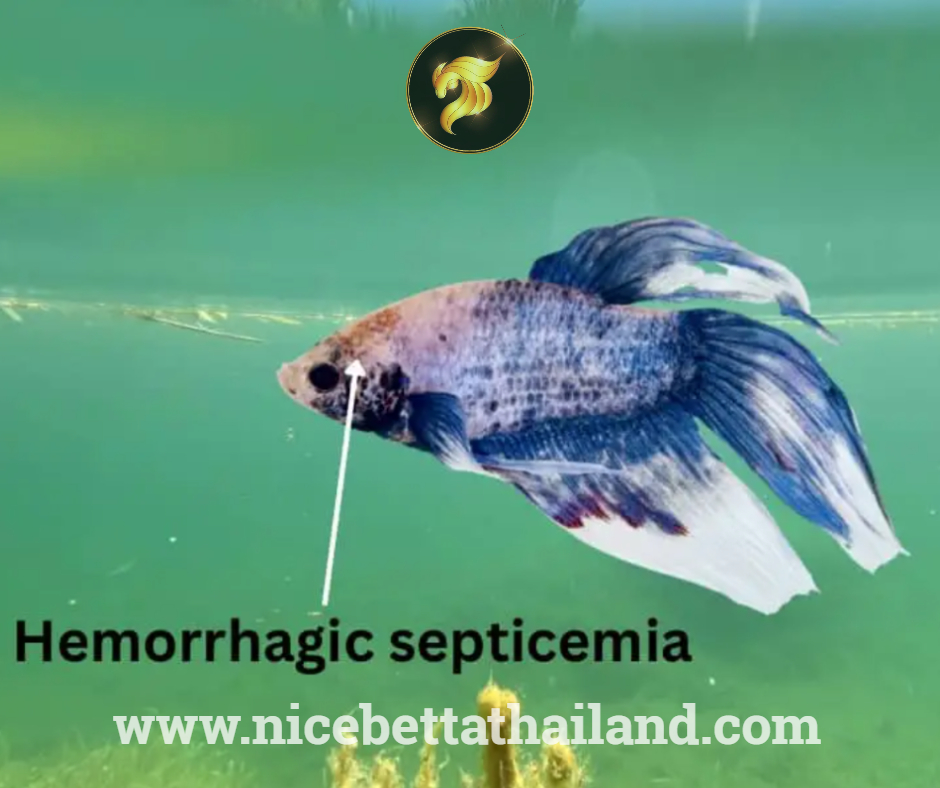 Hemorrhagic betta fish