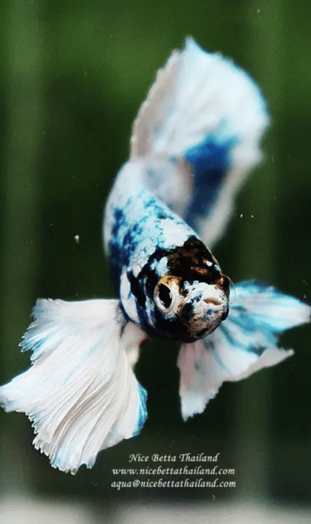 High quality betta fish for sale