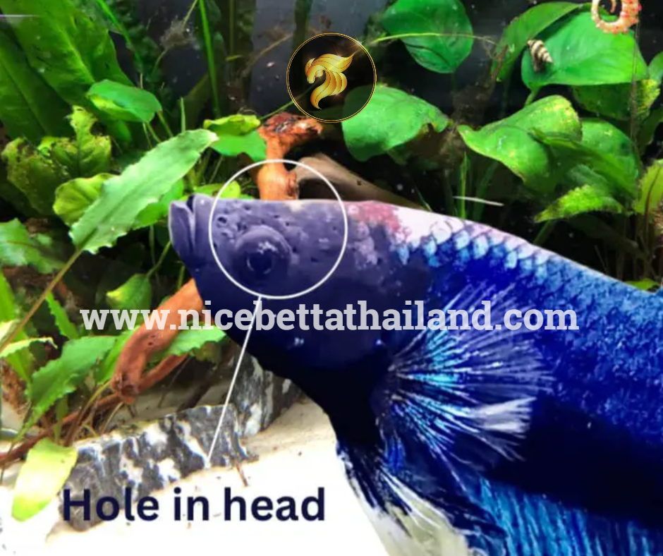 Hole in The Head betta fish
