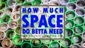 How much space do betta fish need