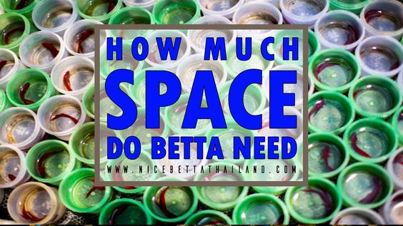 How much space do betta fish need