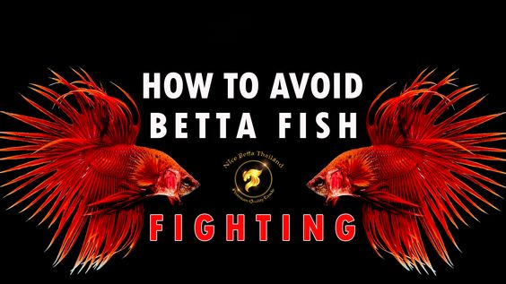 How to Avoid Betta Fish Fighting