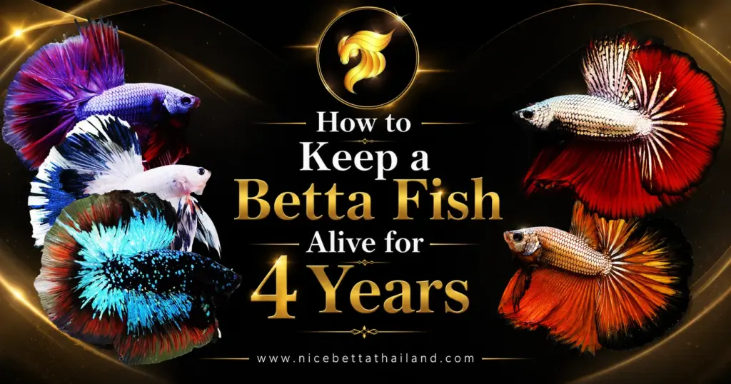 How to Keep a Betta Fish Alive for 4 Years