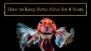 How to Keep a Betta Fish Alive for 4 Years