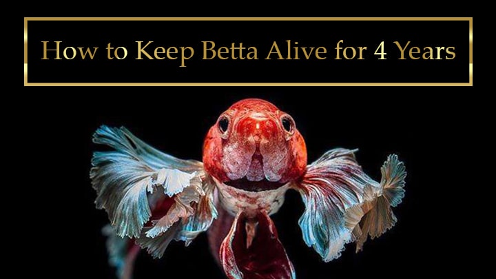 How to Keep a Betta Fish Alive for 4 Years