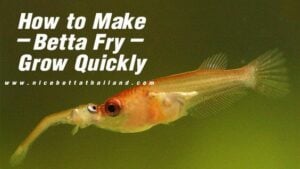 How to Make Betta Fry Grow Quickly