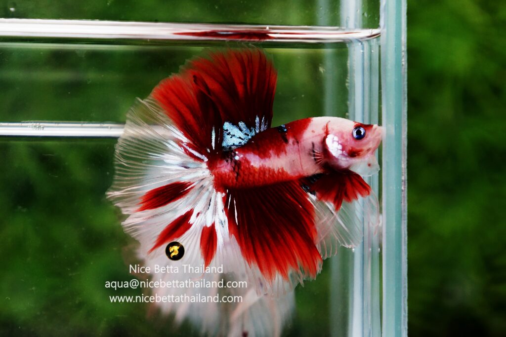 Koi betta fish