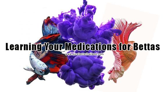 Learning Your Medications for Bettas
