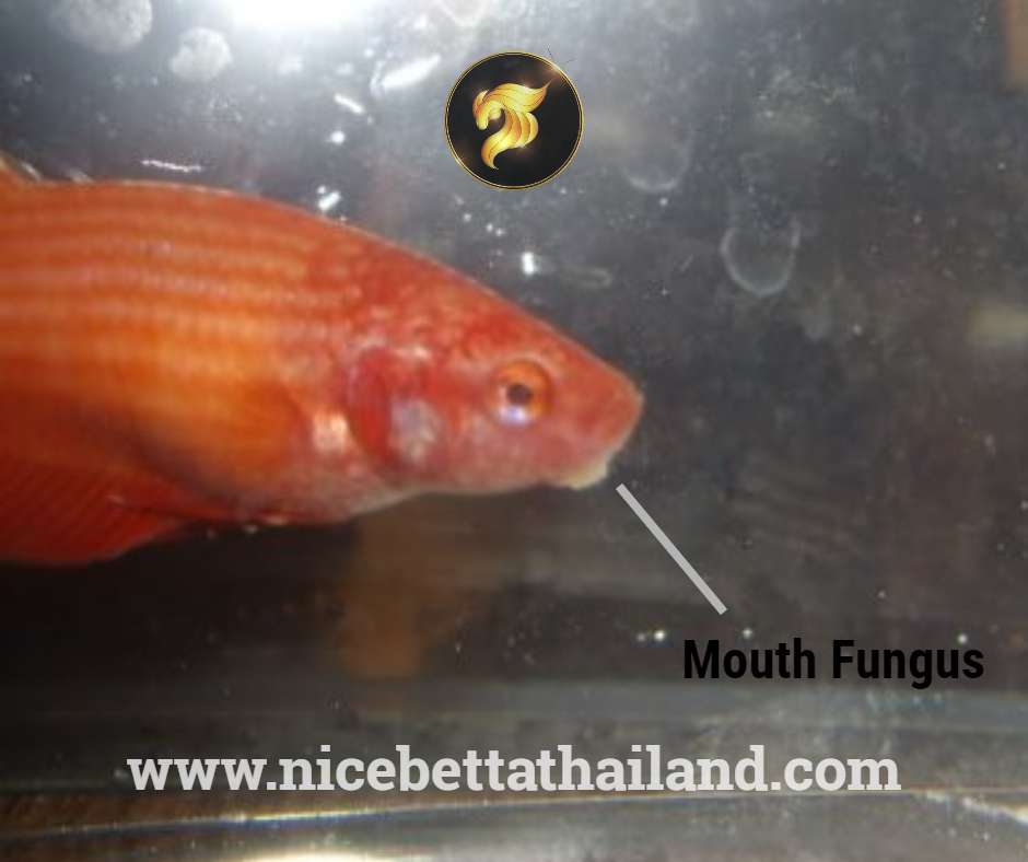 Mouth Fungus betta fish