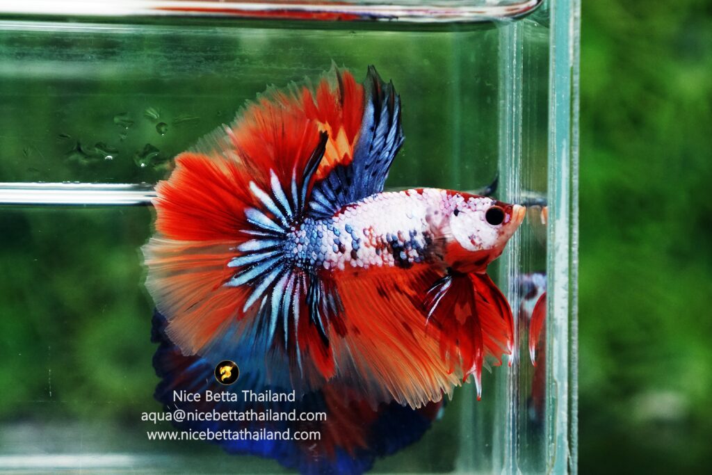 Multicolor betta fish