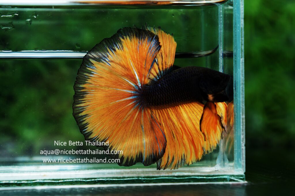 Mustard betta fish