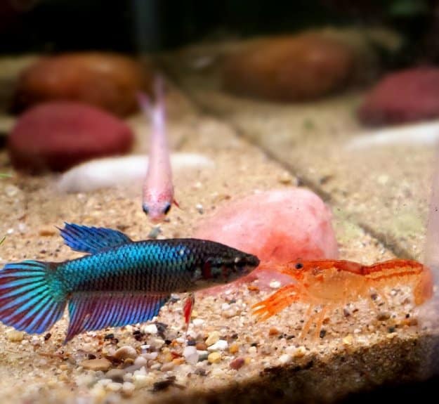 Nice Betta Thailand article