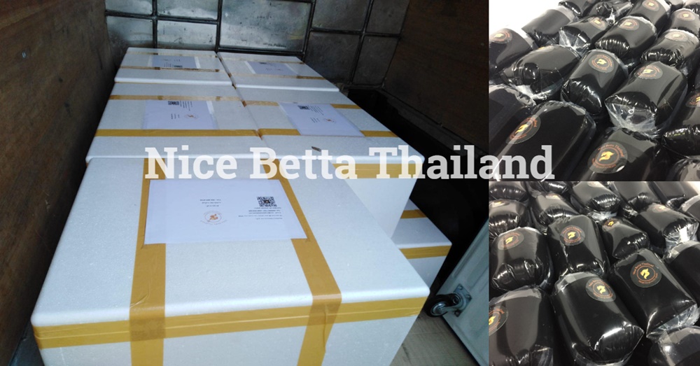 Nice Betta Thailand wholesale betta fish