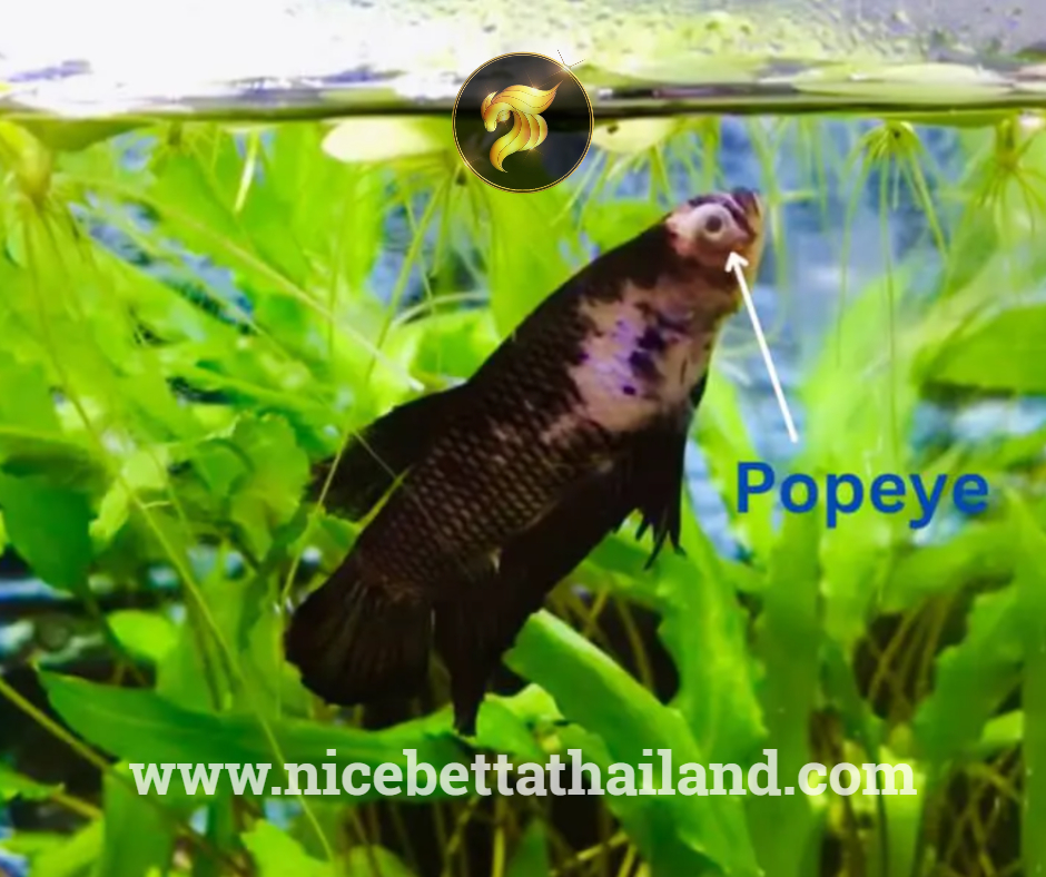 Popeye betta fish