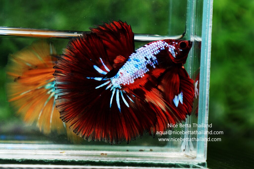 Rare betta fish