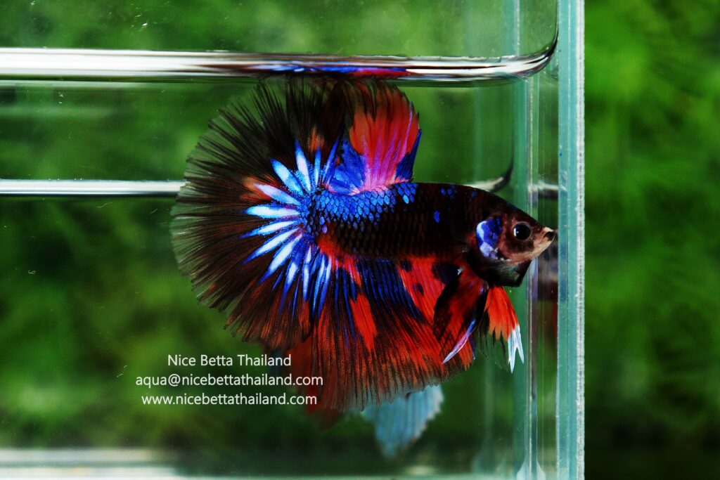 Rare betta fish