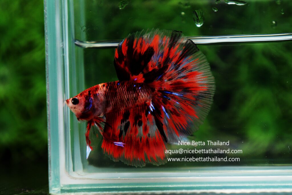 Rare betta fish