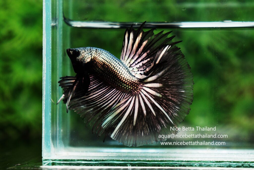 Rare betta fish