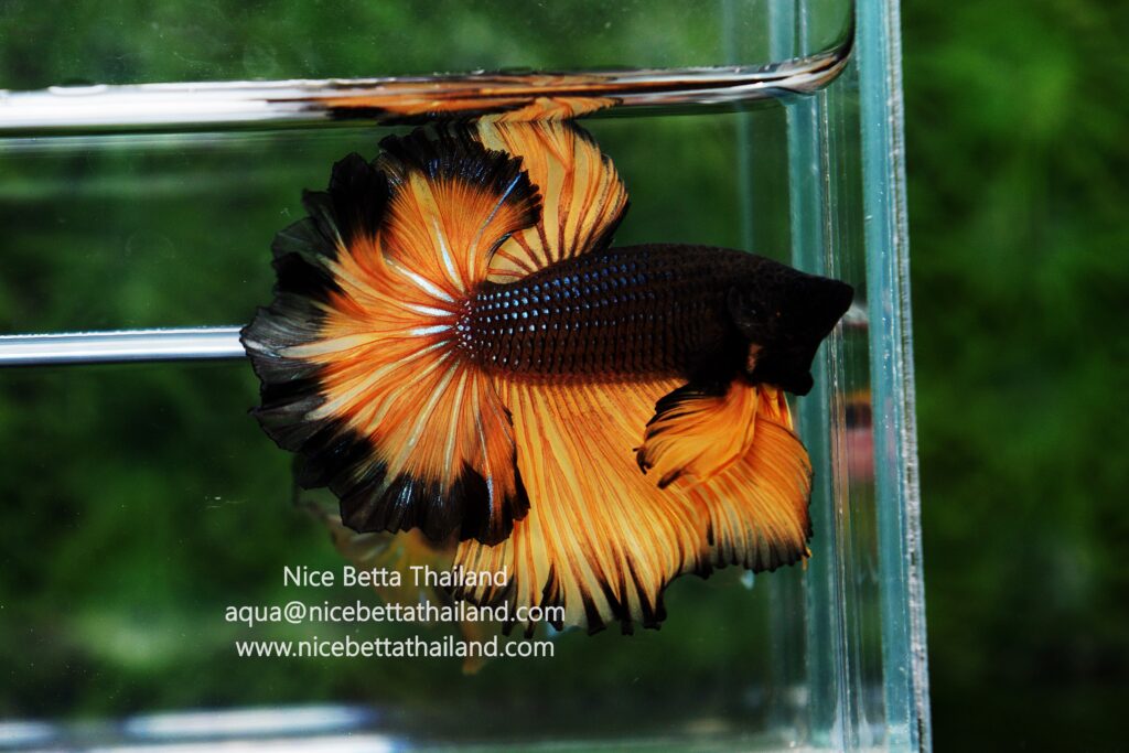 Rare betta fish