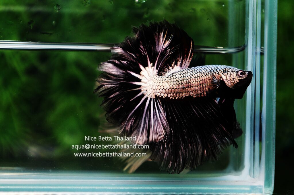 Rare betta fish