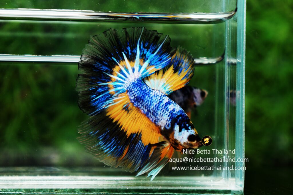 Rare betta fish