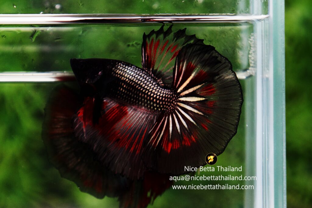 Rare betta fish