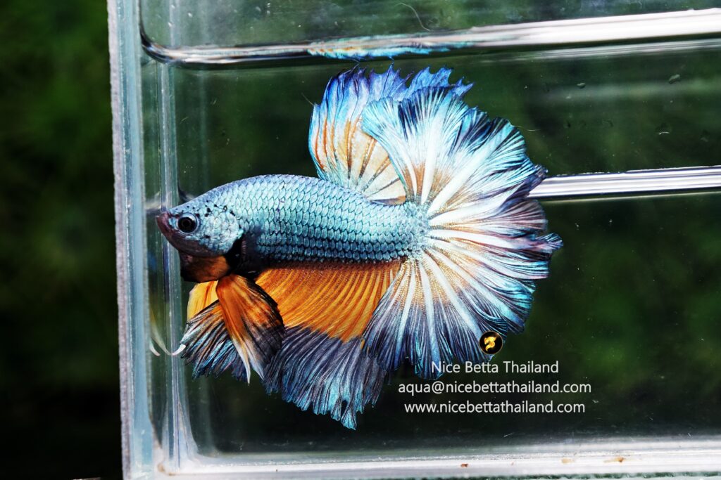 Rare betta fish