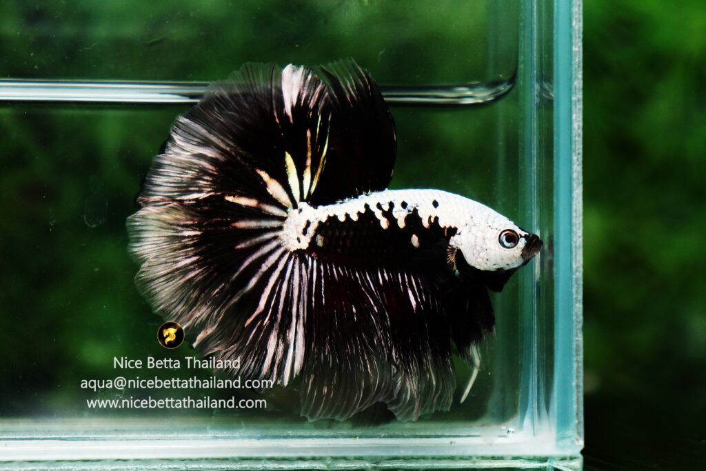 Rare betta fish