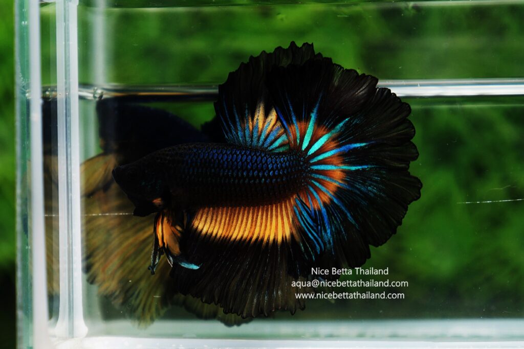 Rare betta fish