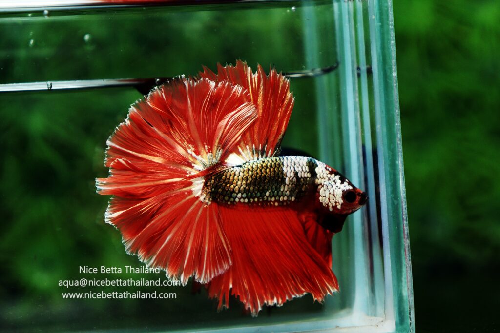 Rare betta fish