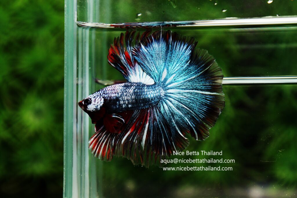 Rare betta fish