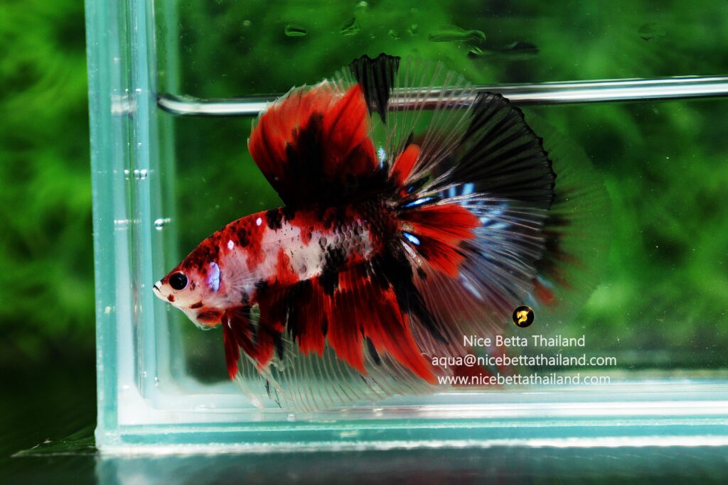 Rare betta fish by Nice Betta Thailand