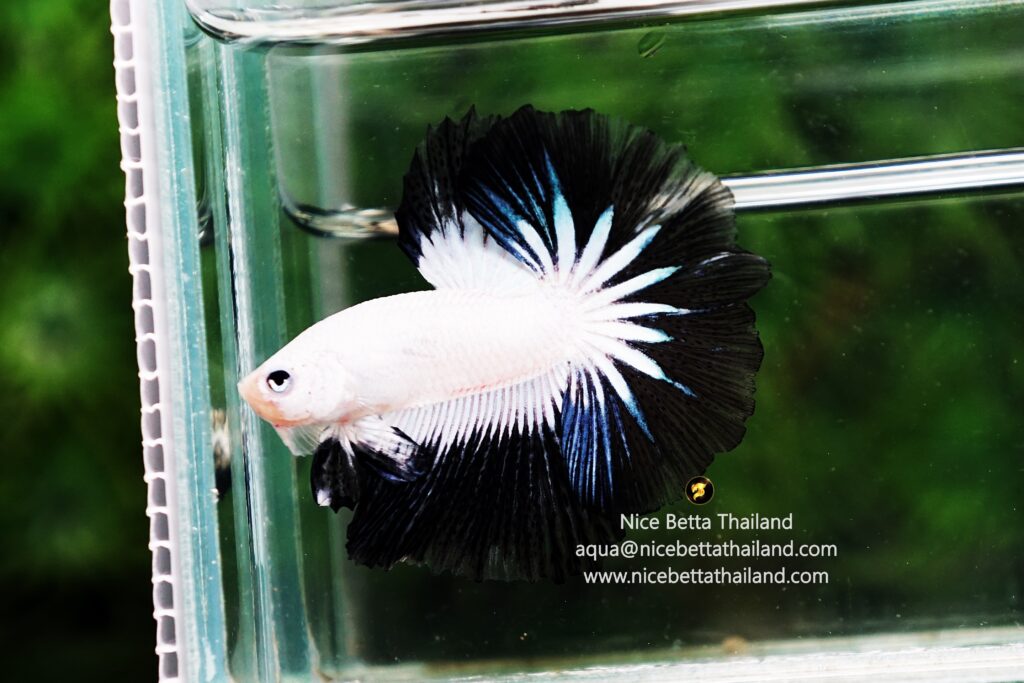 Rare betta fish for sale