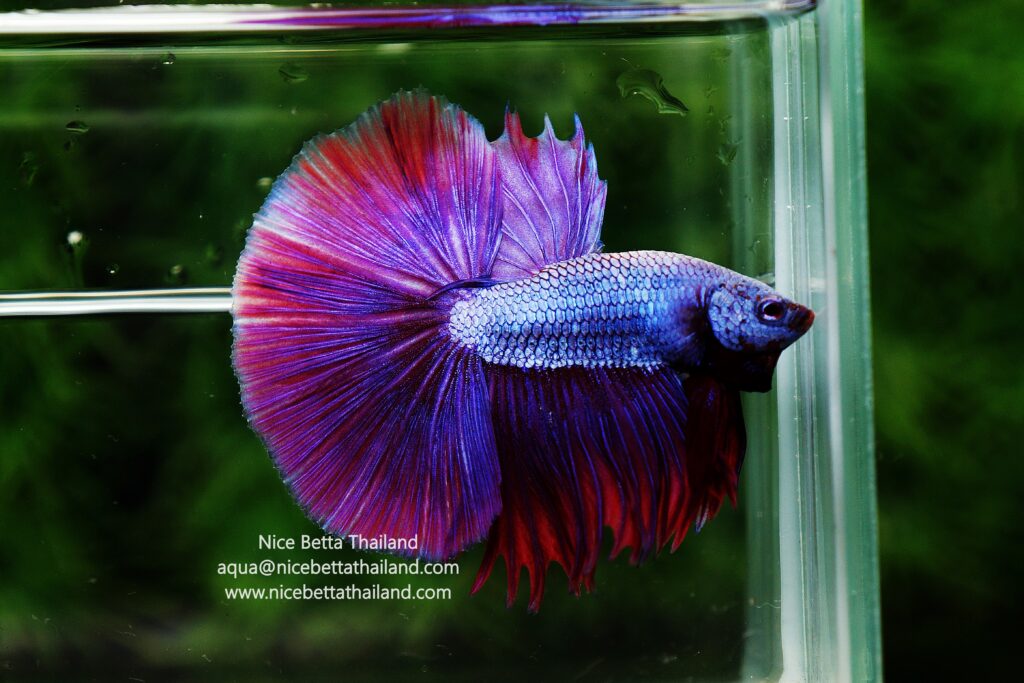 Real purple betta fish by Nice Betta Thailand