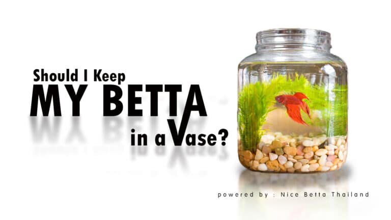 Should I Keep My Betta in a Vase