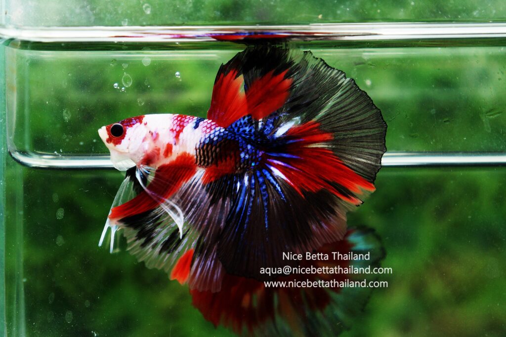 Siamese Fighting Fish