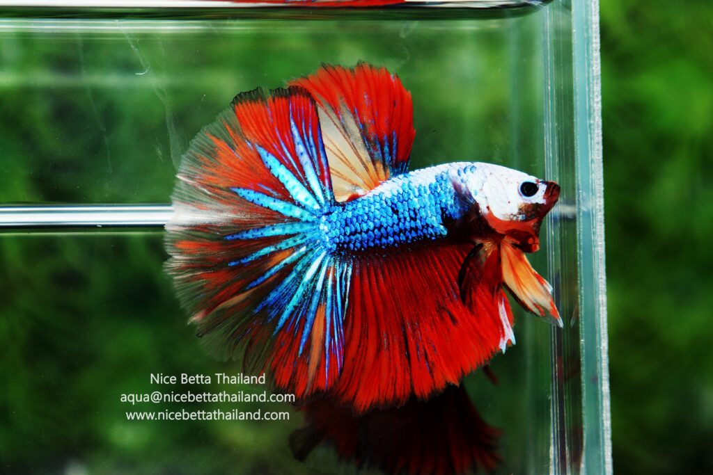 Candy betta fish